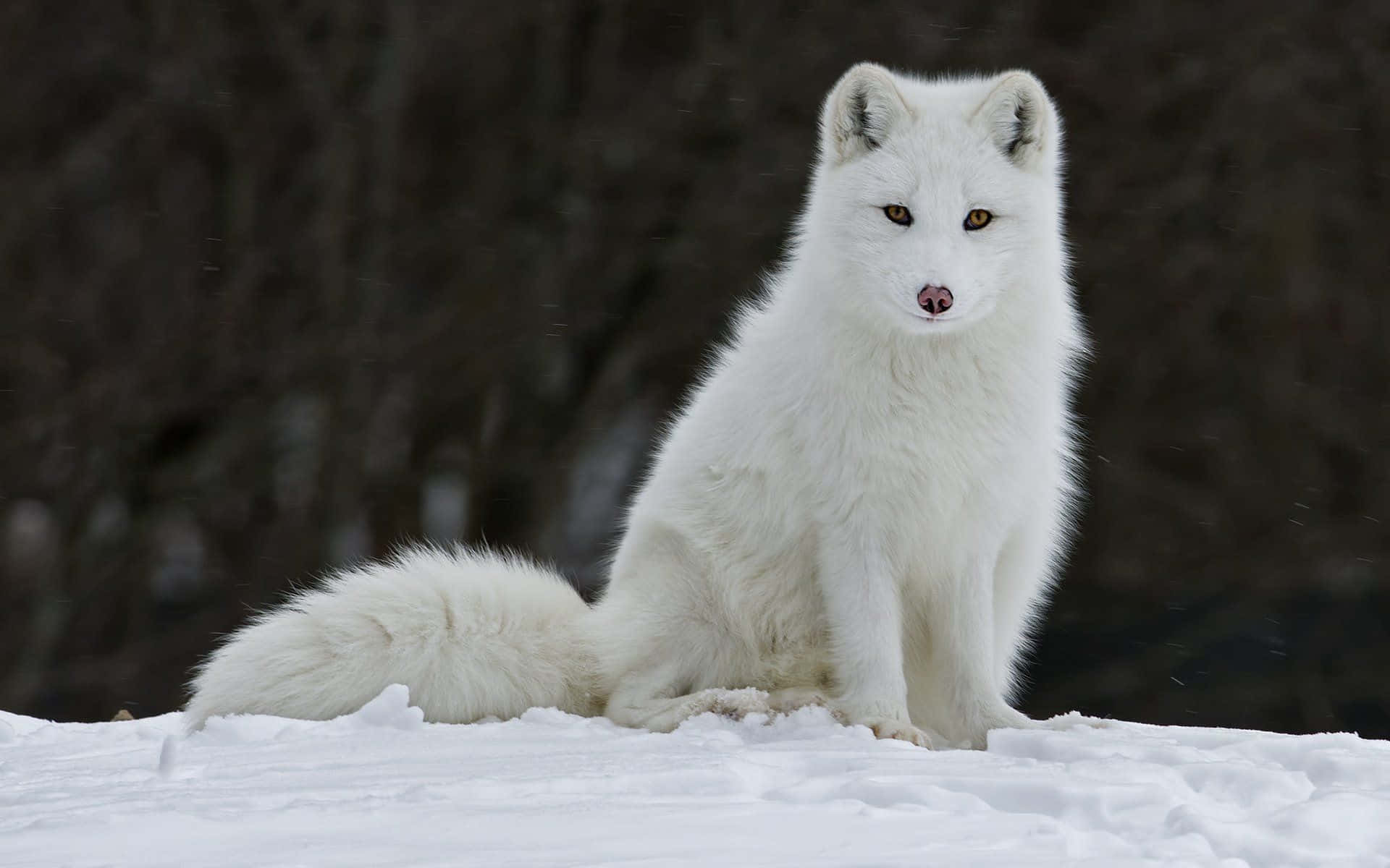 A close-up of an Arctic Fox's beautiful white fur