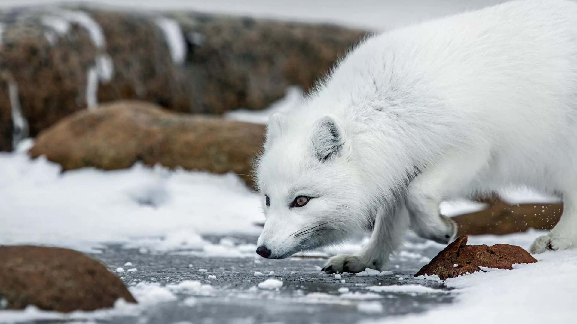 Image  A Close Up of an Arctic Fox