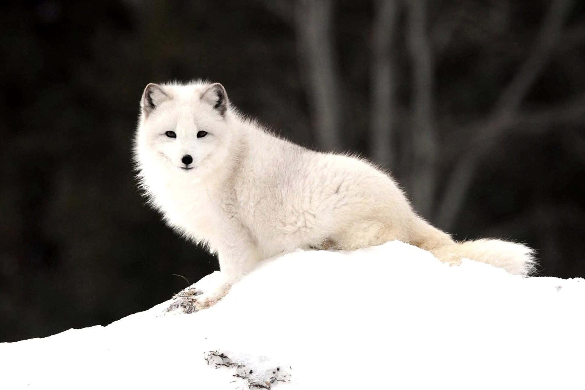 "An adorable Arctic fox enjoying the beauty of its cold and vast home".