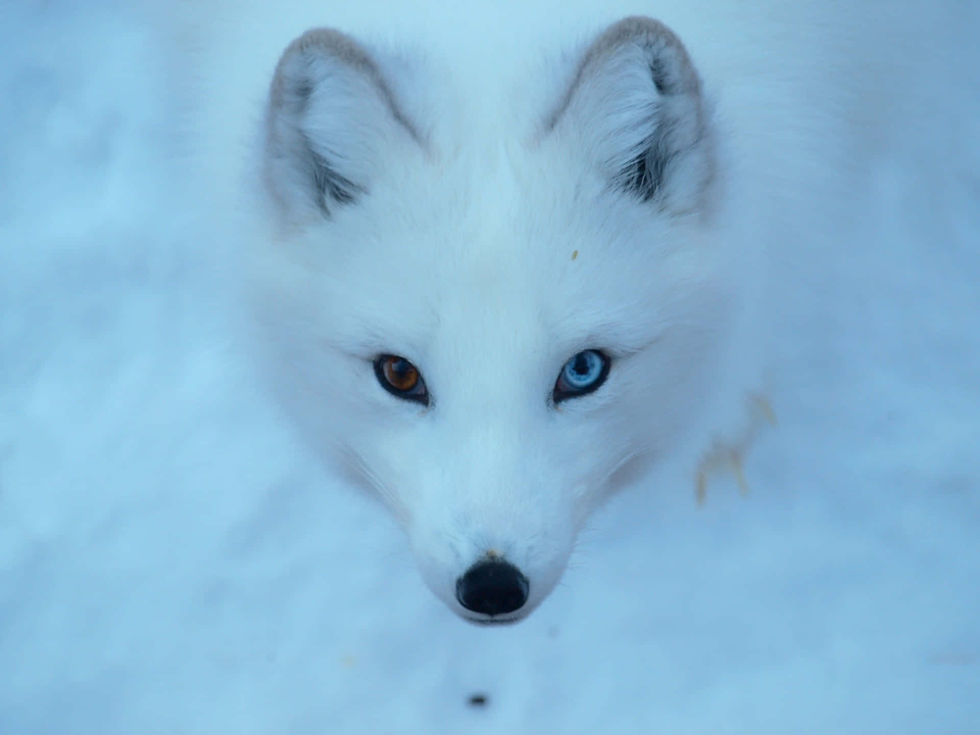 A Closeup of an Arctic Fox in a Snowy Environment.