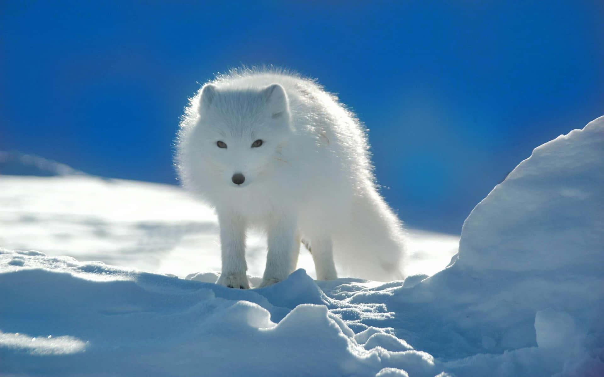 “Take a close look at the dense white fur of this majestic Arctic Fox”