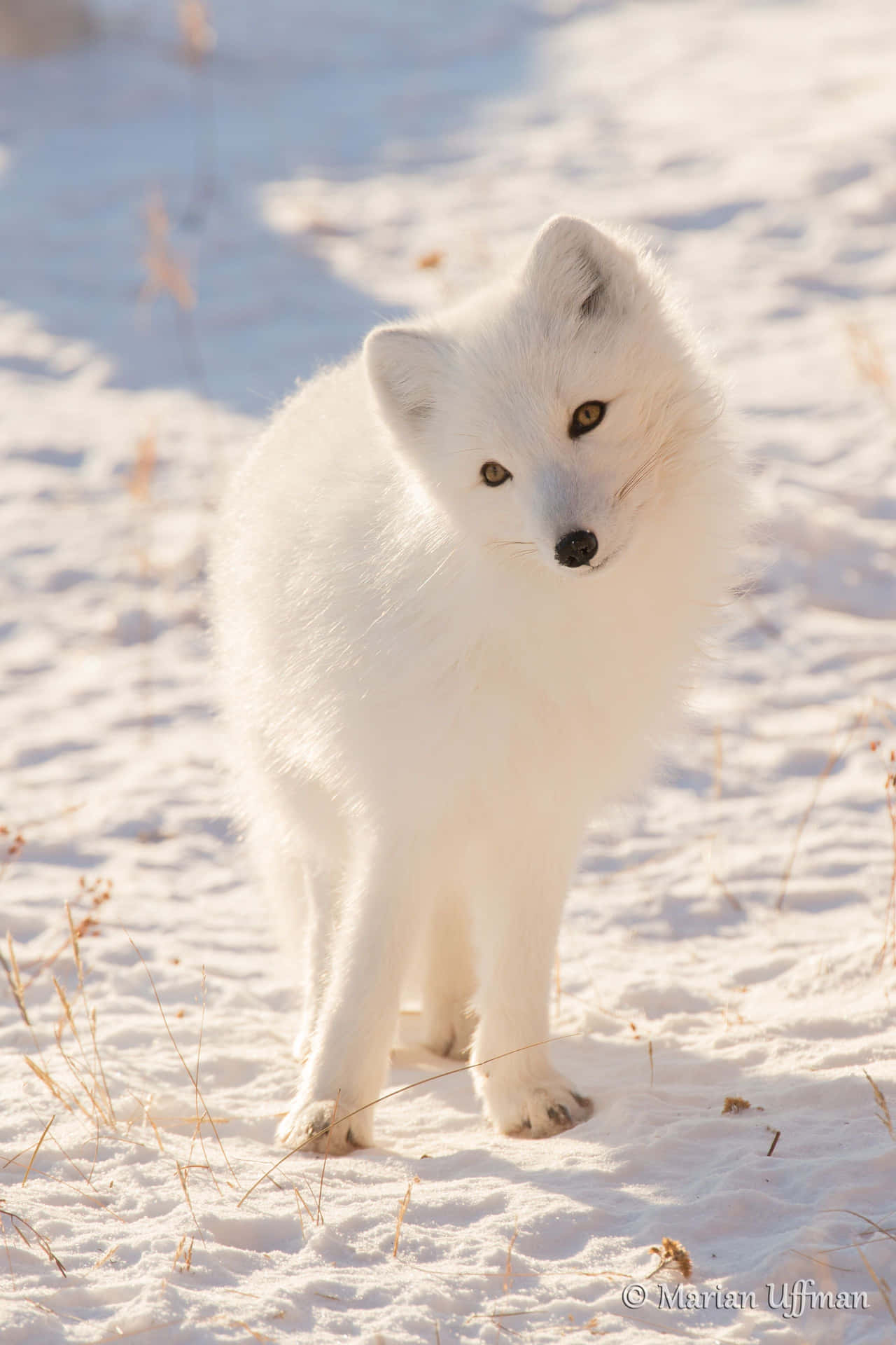 Arctic Fox Staring into the White Winter Wonderland