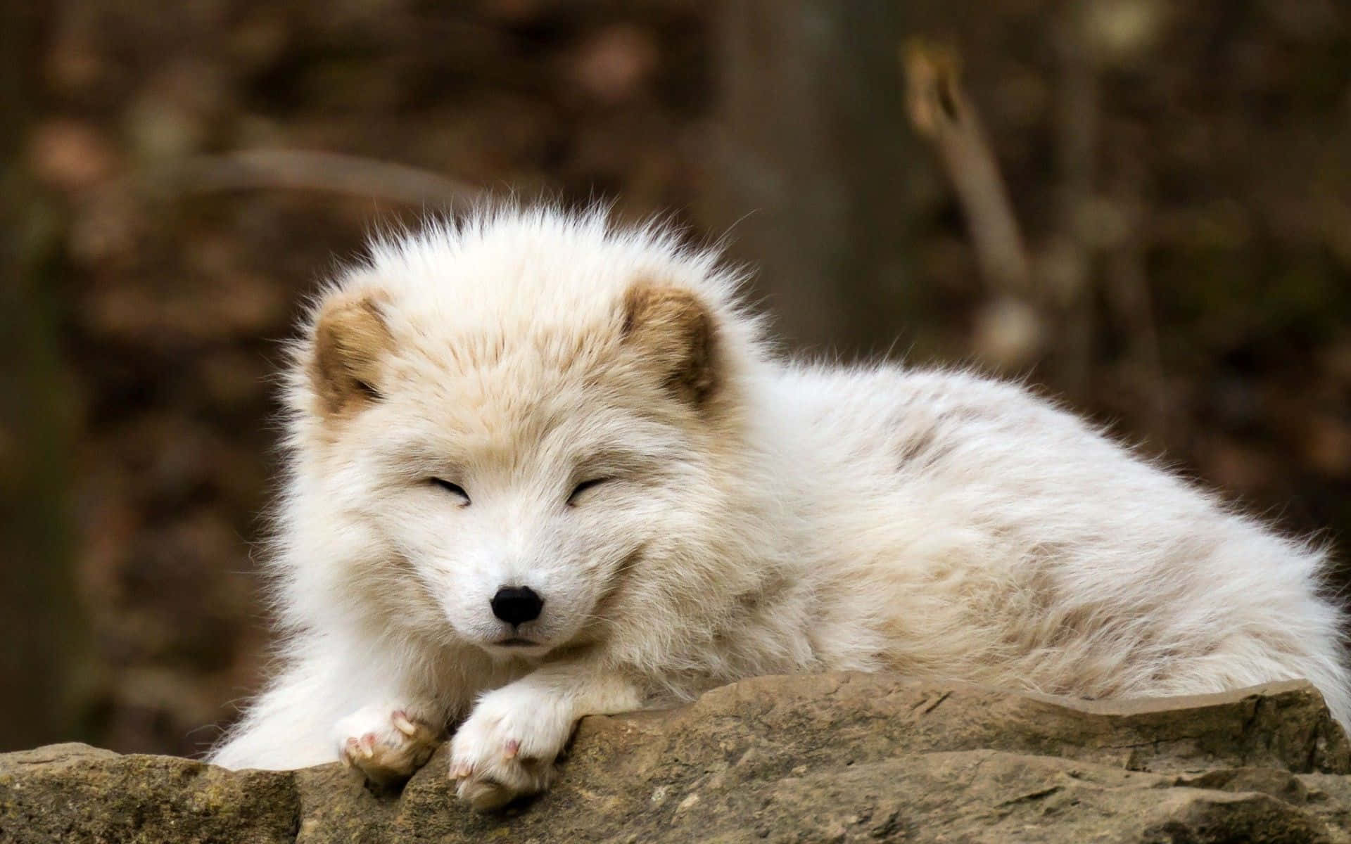 A beautiful Arctic Fox in its natural environment