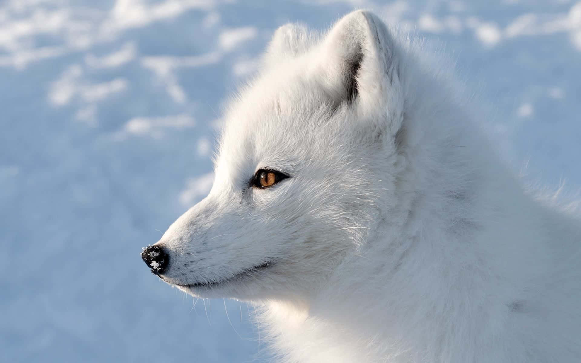 "Close up of an Arctic Fox in its natural habitat"