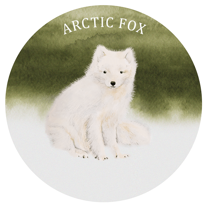 Arctic Fox Illustration PNG