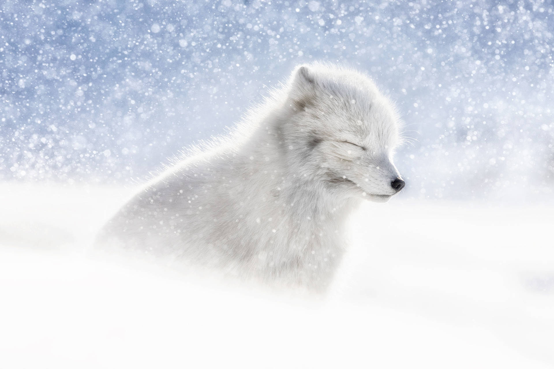 Arctic Fox In The Snow Wallpaper