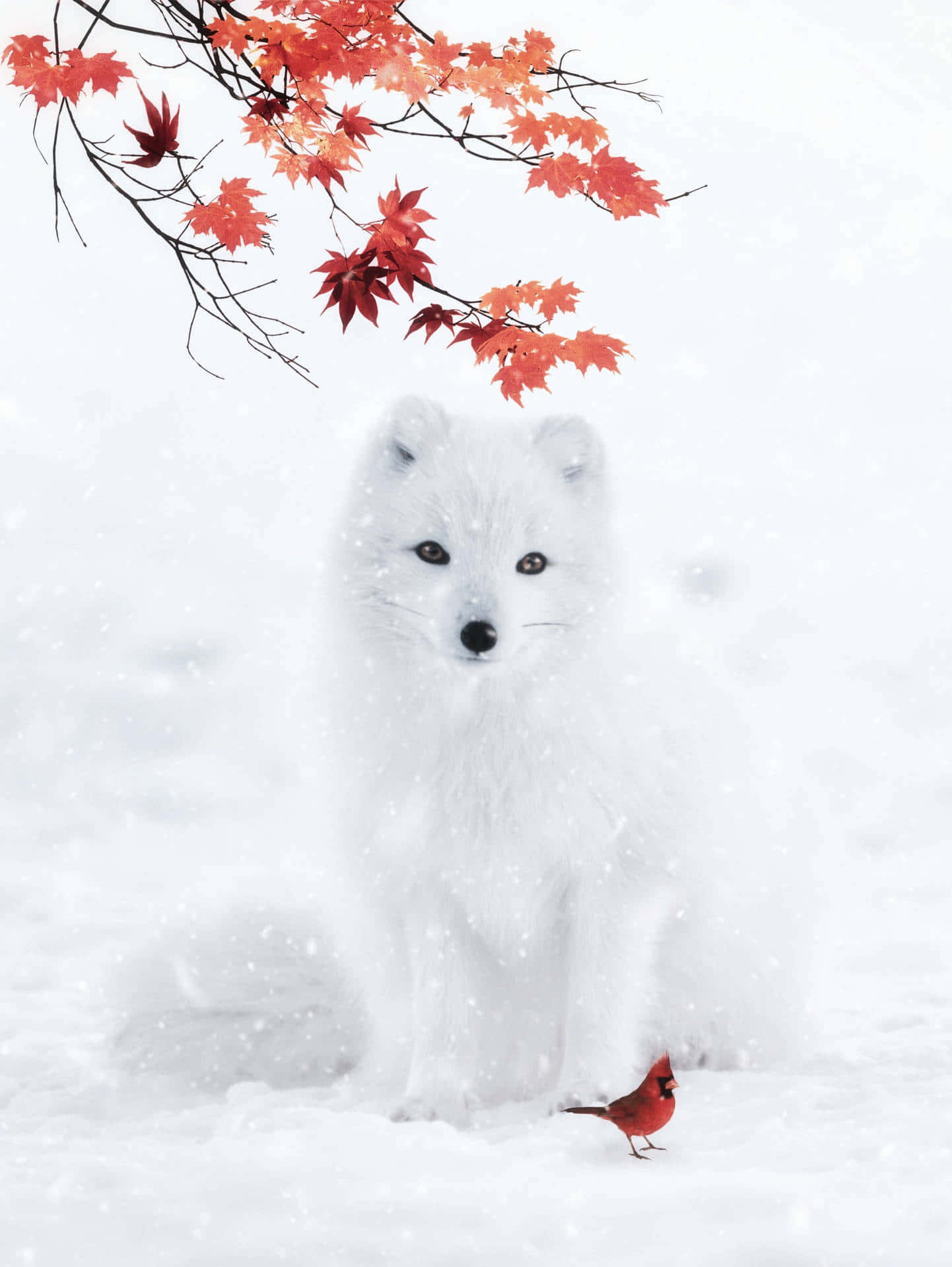 A beautiful Arctic Fox exploring its winter wonderland