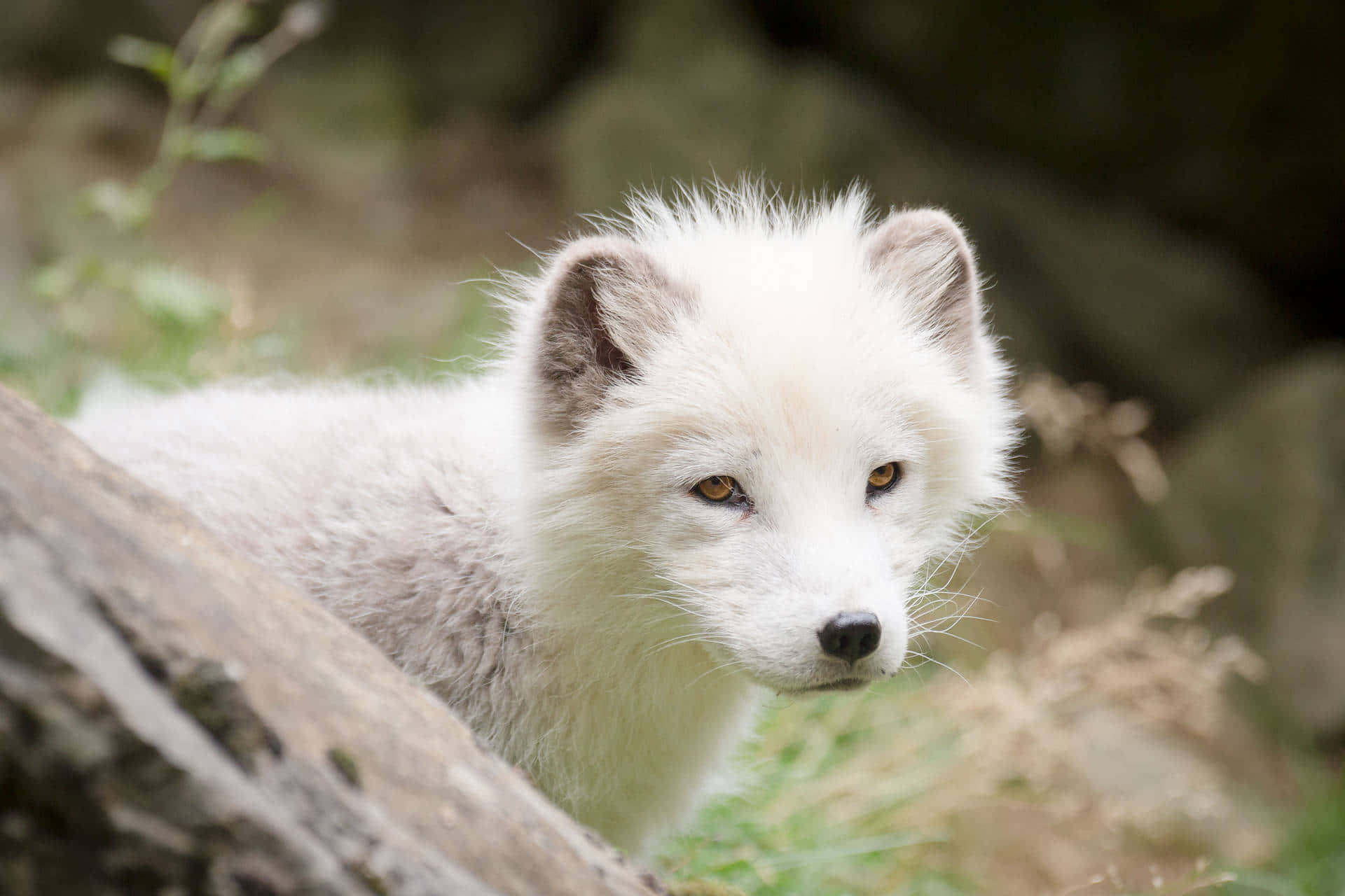 "The beautiful Arctic landscape, home to the Arctic Fox."