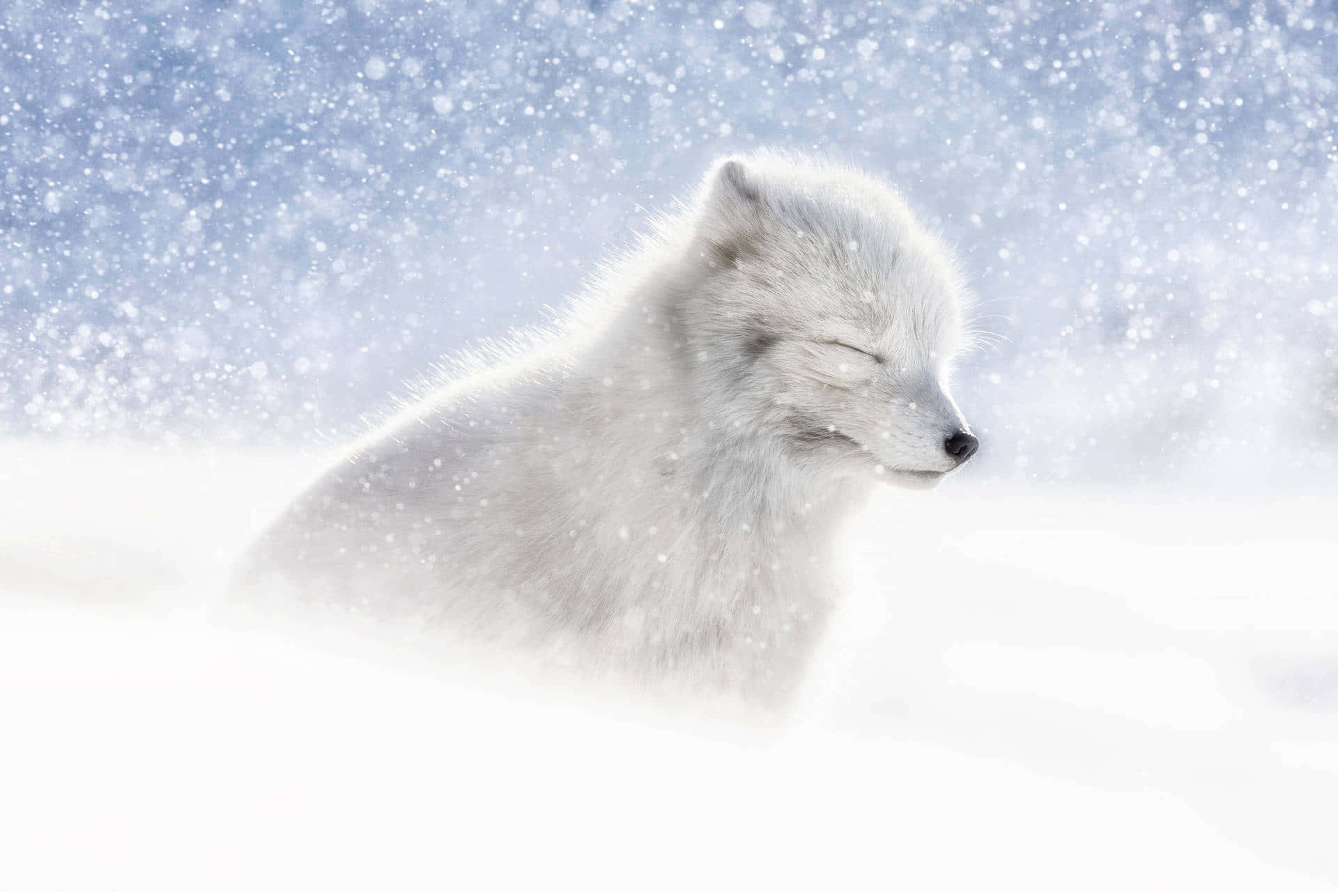 A white arctic fox blending into the icy terrain