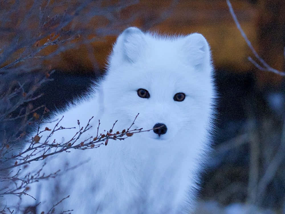 An Arctic Fox takes a rest on a bed of snow
