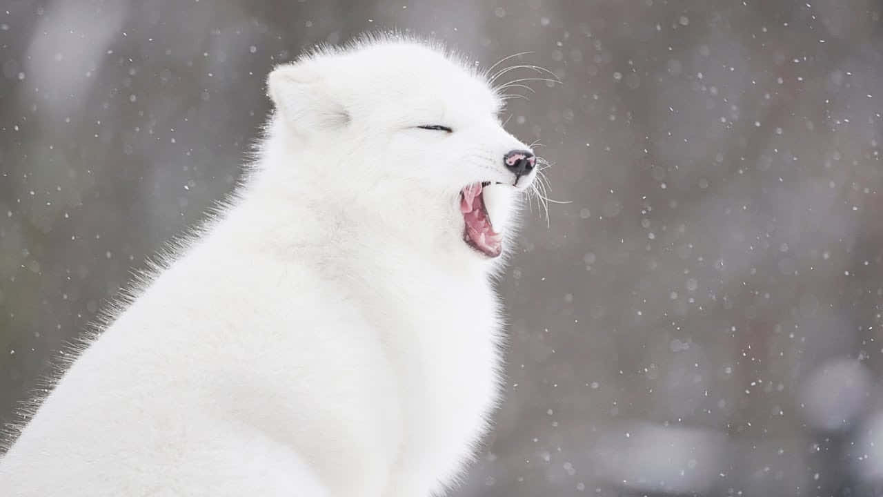 A White Arctic Fox Is Yawning In The Snow