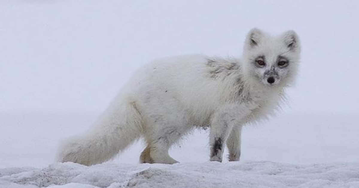 Niedlicherarktischer Fuchs Im Schnee