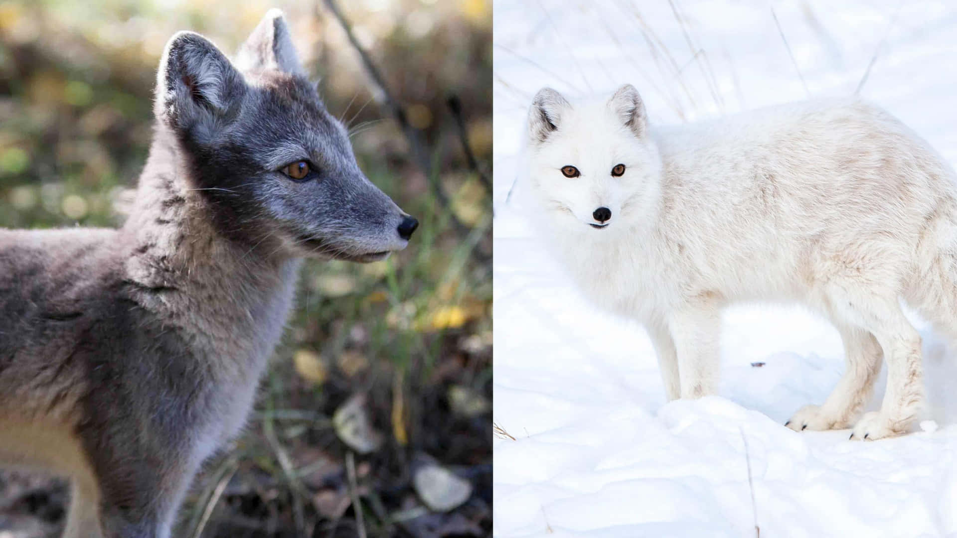 The Arctic Fox lives in the icy and frosty climate of the Arctic.