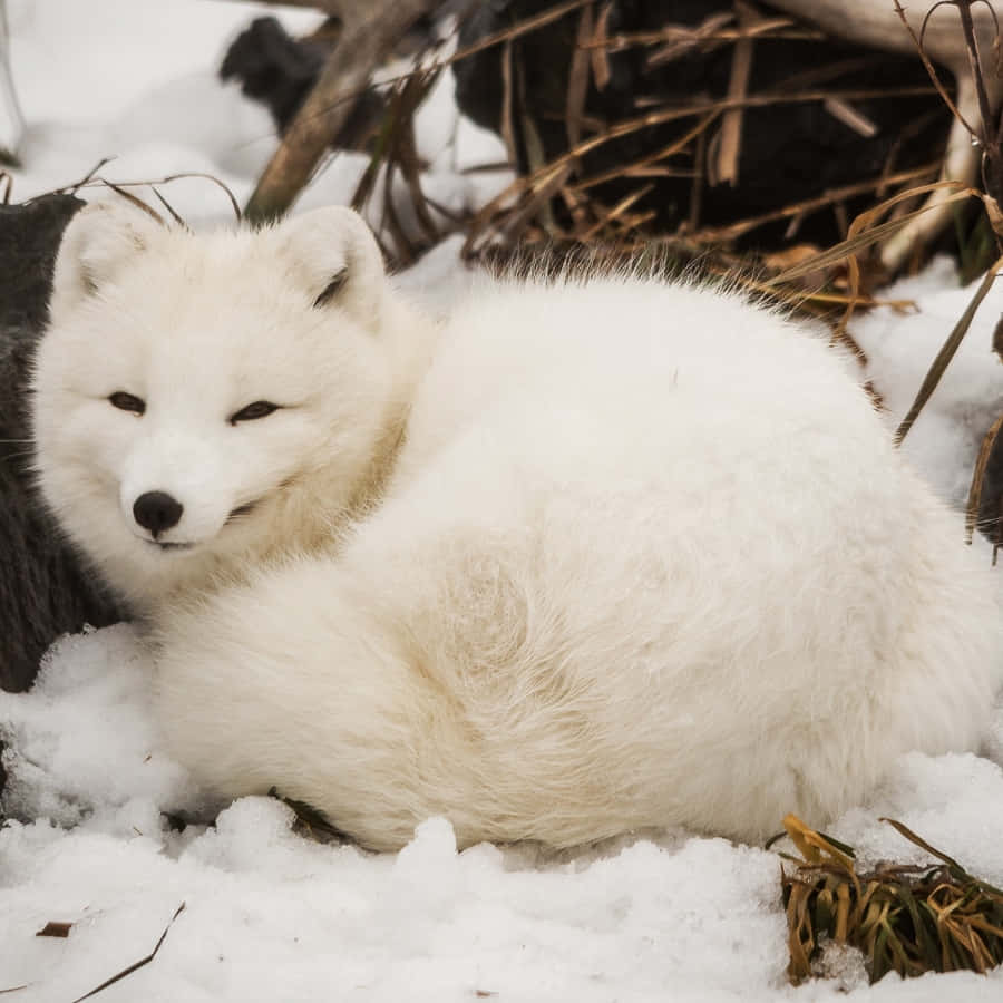 An Arctic Fox, enjoying the snow and colder temperatures.