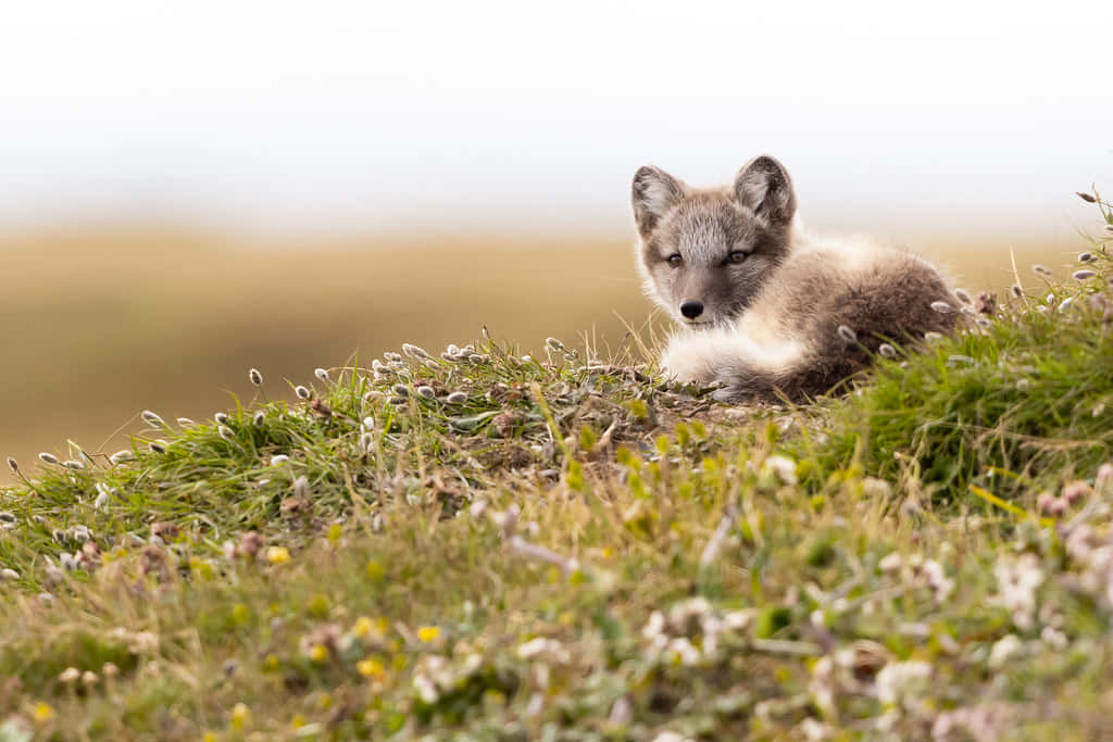 A curious Arctic fox explores his wintery surrounding.