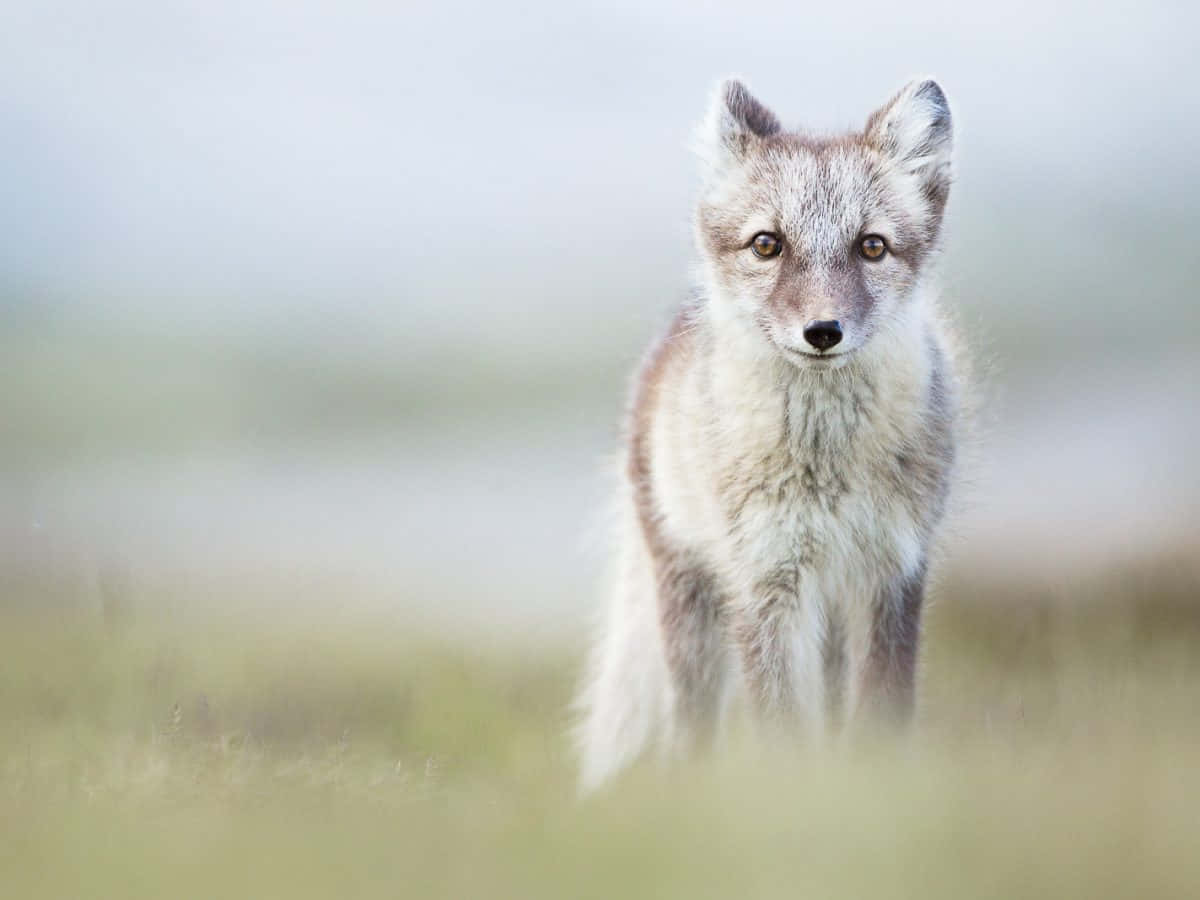 Einkleiner Arktischer Fuchs Nimmt Sich Einen Moment Zeit, Um Die Schönheit Seiner Heimat Zu Bewundern.