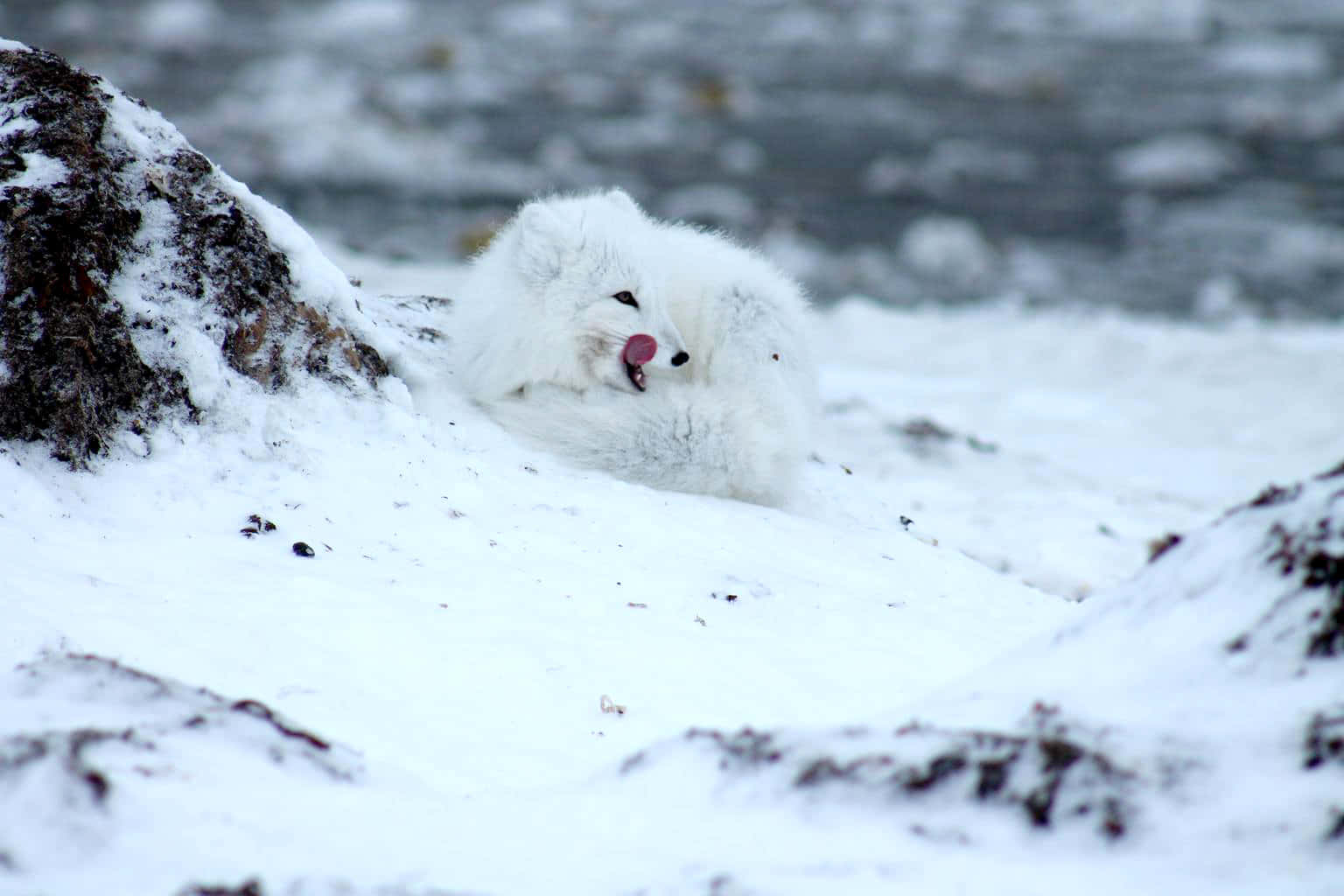 Arctic Fox in its Natural Habitat