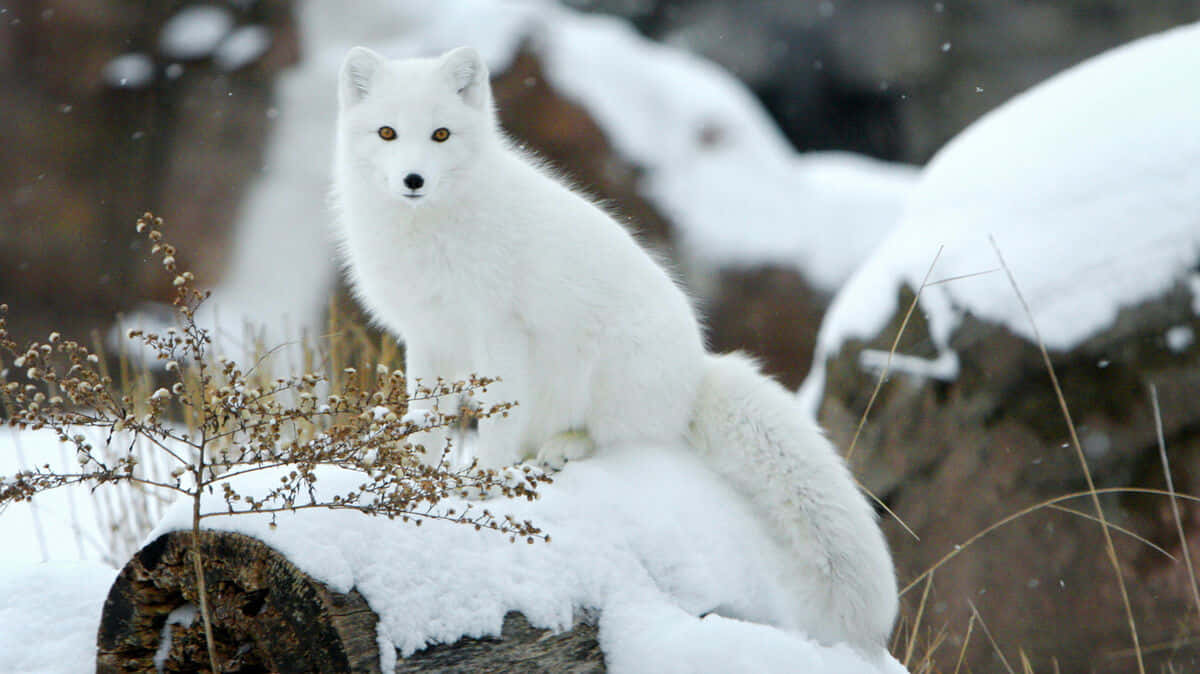 A solitary arctic fox navigating through an icy terrain