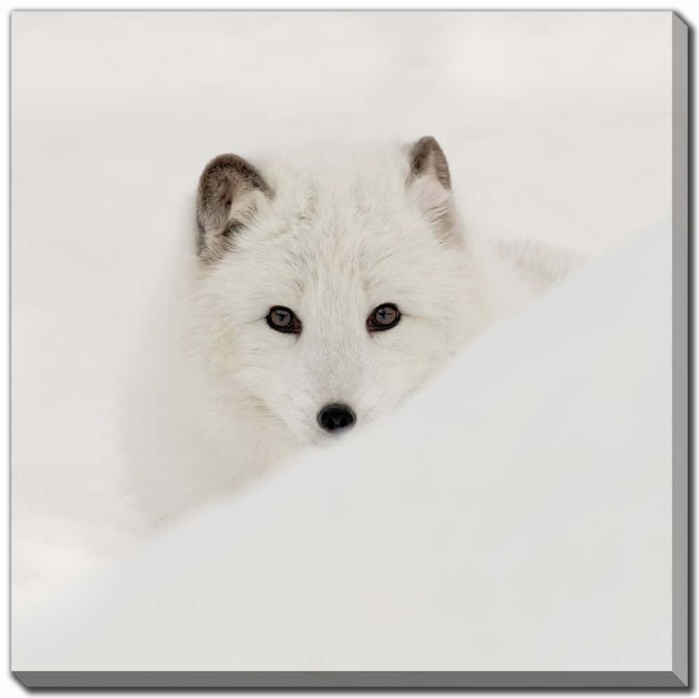 Flauschigerarktischer Fuchs Wandert Über Die Verschneite Tundra