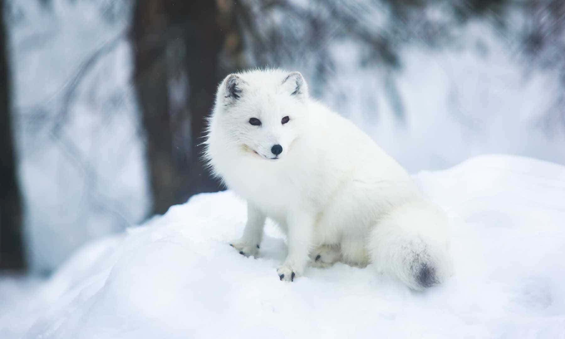 Einsmit Der Natur - Ein Arktischer Fuchs Sitzt Erhoben Und Erkennt Die Ruhige Und Wunderschöne Natur, Die Ihn Umgibt.