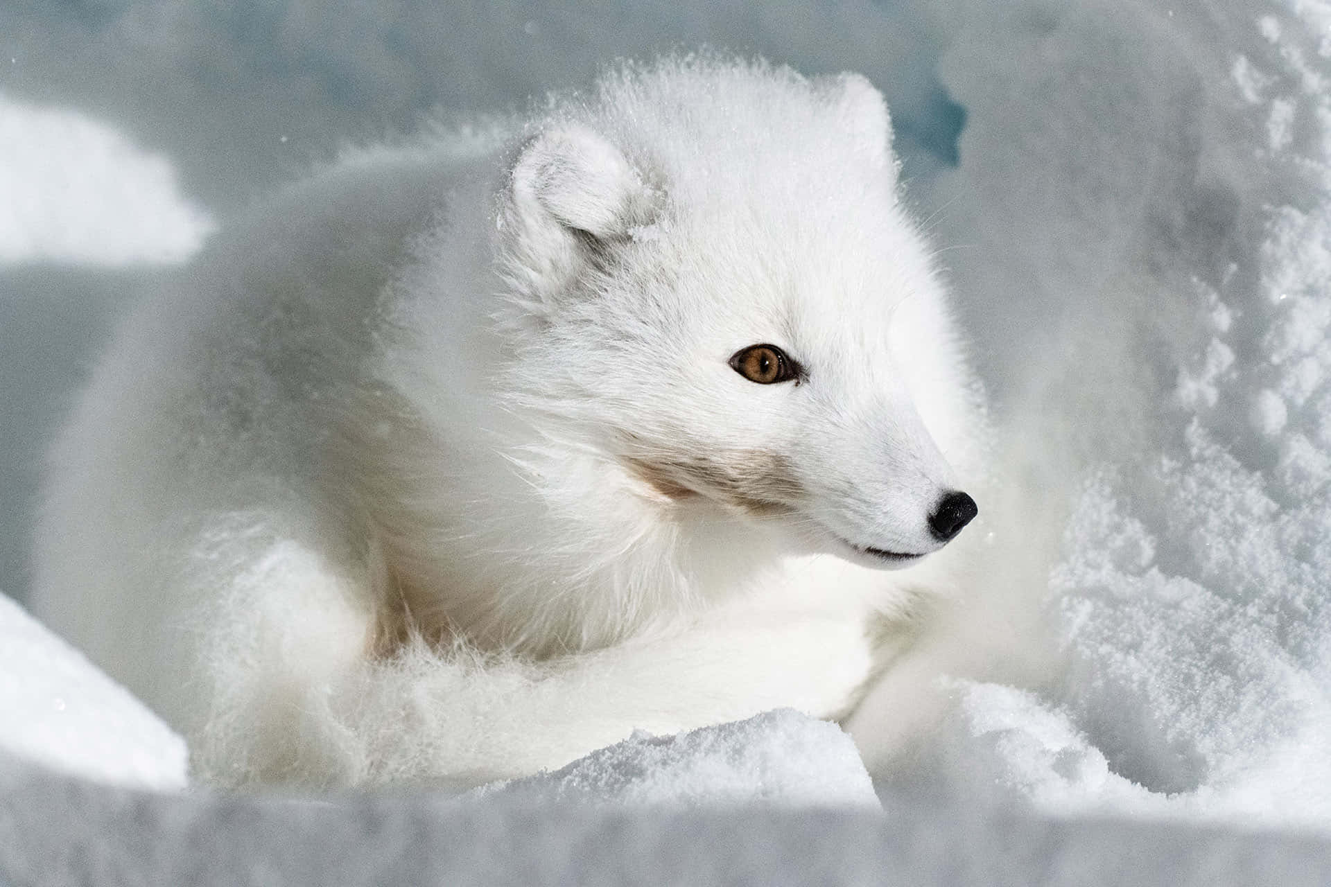 Einwunderschöner Polarfuchs In Seinem Natürlichen Lebensraum.
