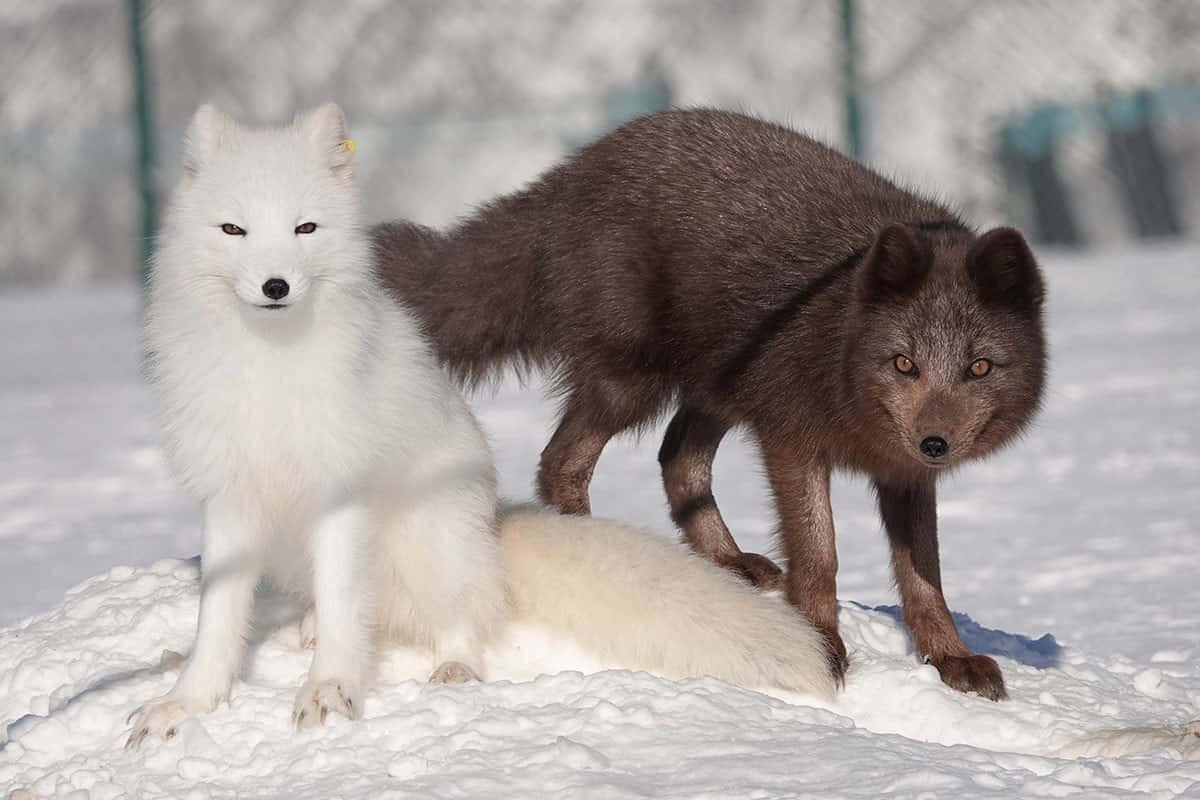 A beautiful Arctic Fox in its icy habitat