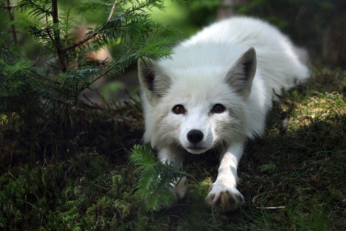 Bustling under the stars, an Arctic fox takes a winter night walk