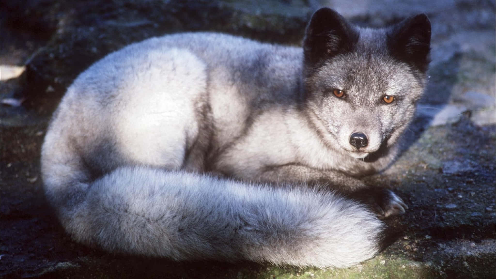 Winter Wonderland featuring an Arctic Fox