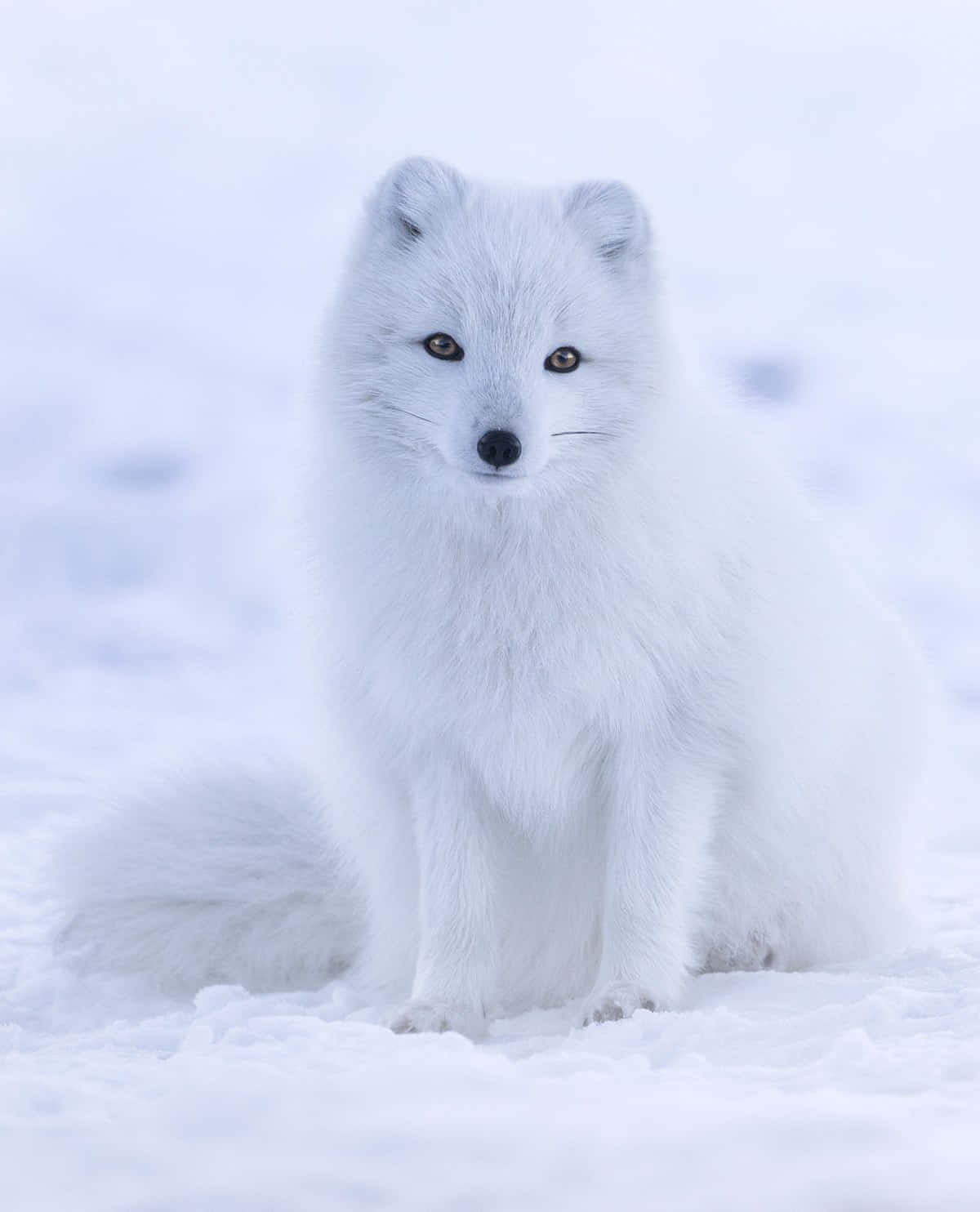 A white Arctic fox taking shelter from the snow.