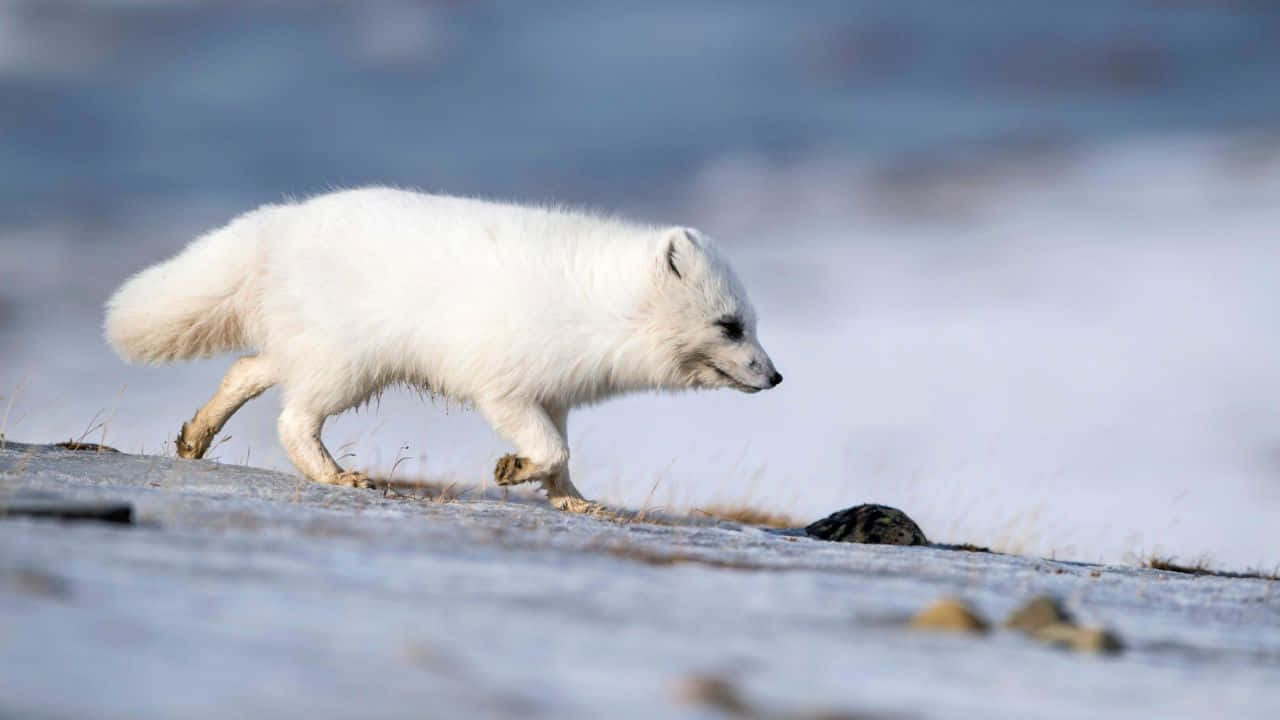 Einwunderschöner Polarfuchs, Der Im Schnee Spazieren Geht.