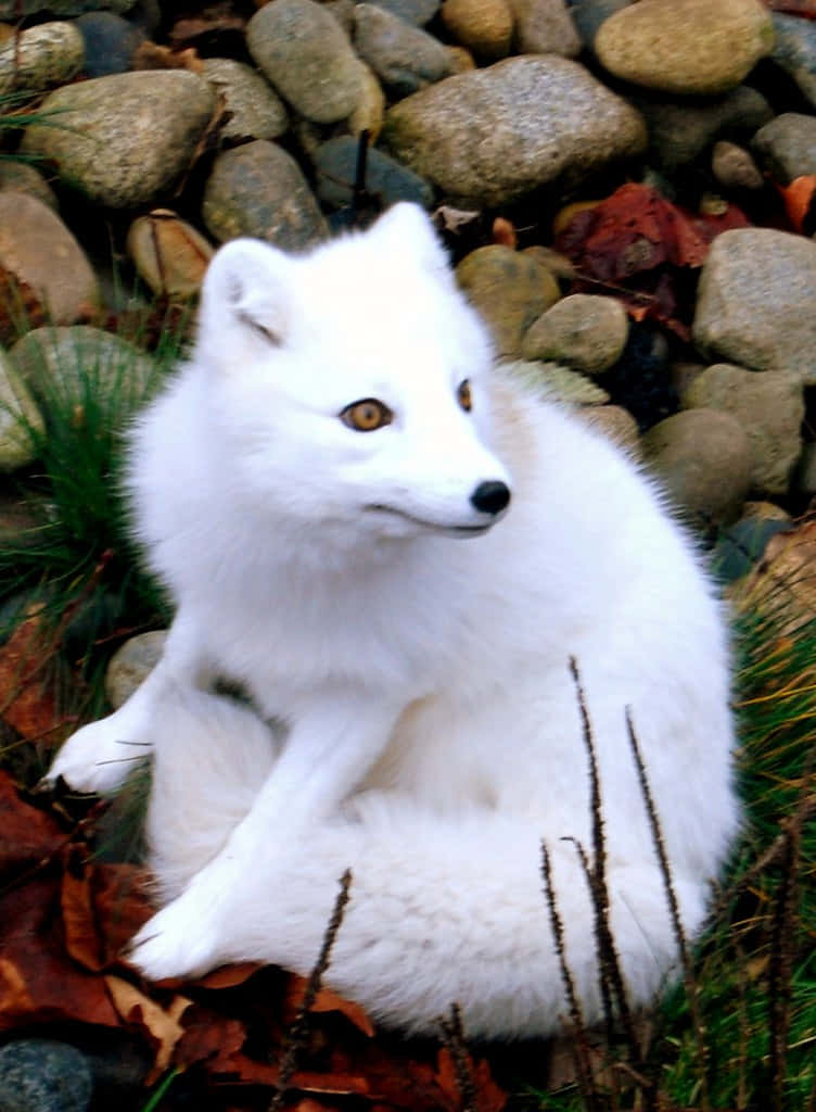 A White Fox Sitting On Rocks And Rocks