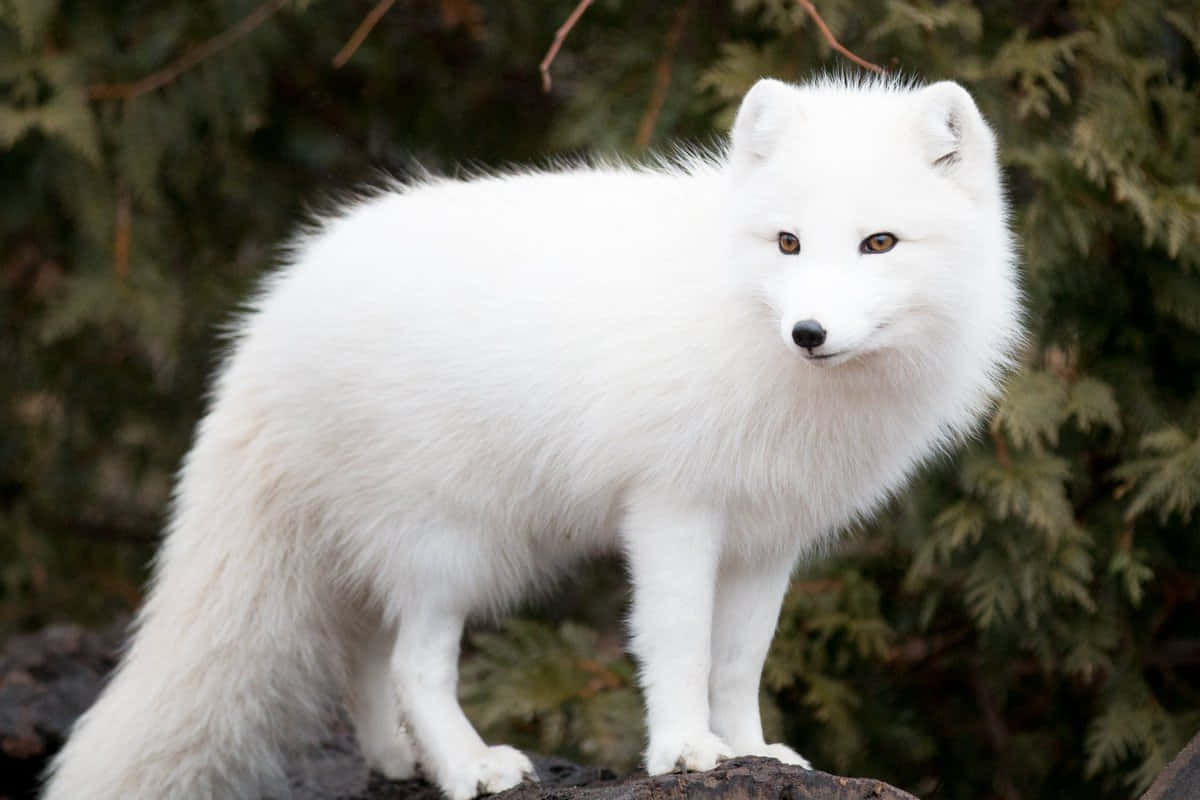 "A fluffy Arctic fox enjoying the winter season"