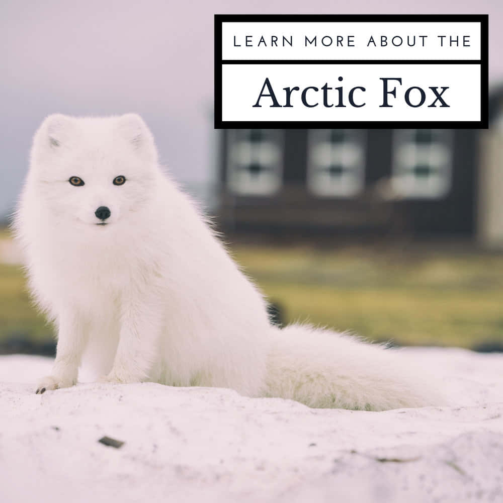 A majestic arctic fox in its natural environment