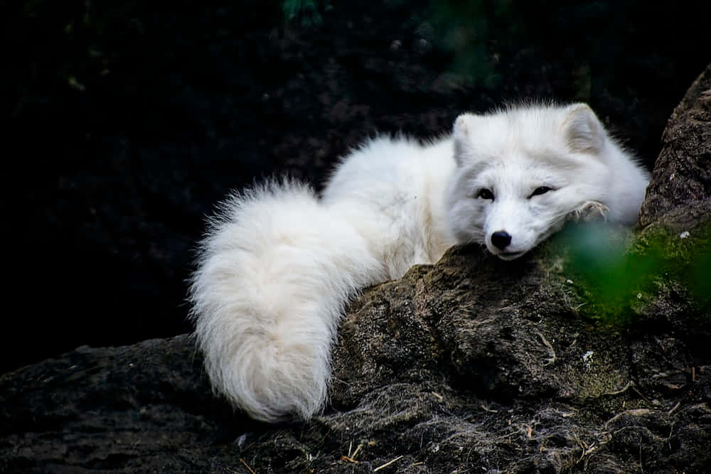 "Fluffy Arctic Fox Playing in the Snow"