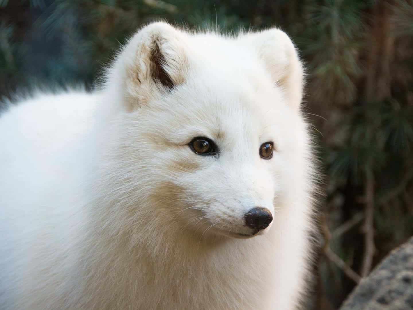 Arctic Fox camouflage against the snow