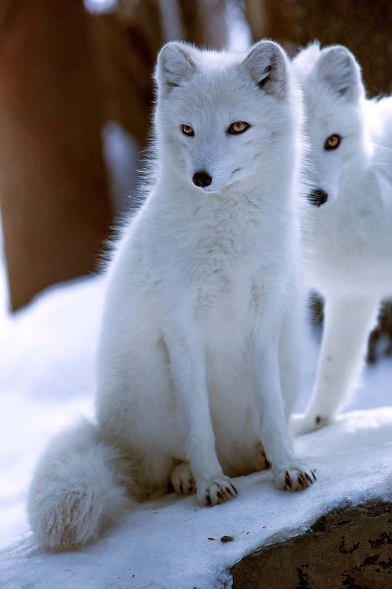 Two White Arctic Foxes Standing On Snow