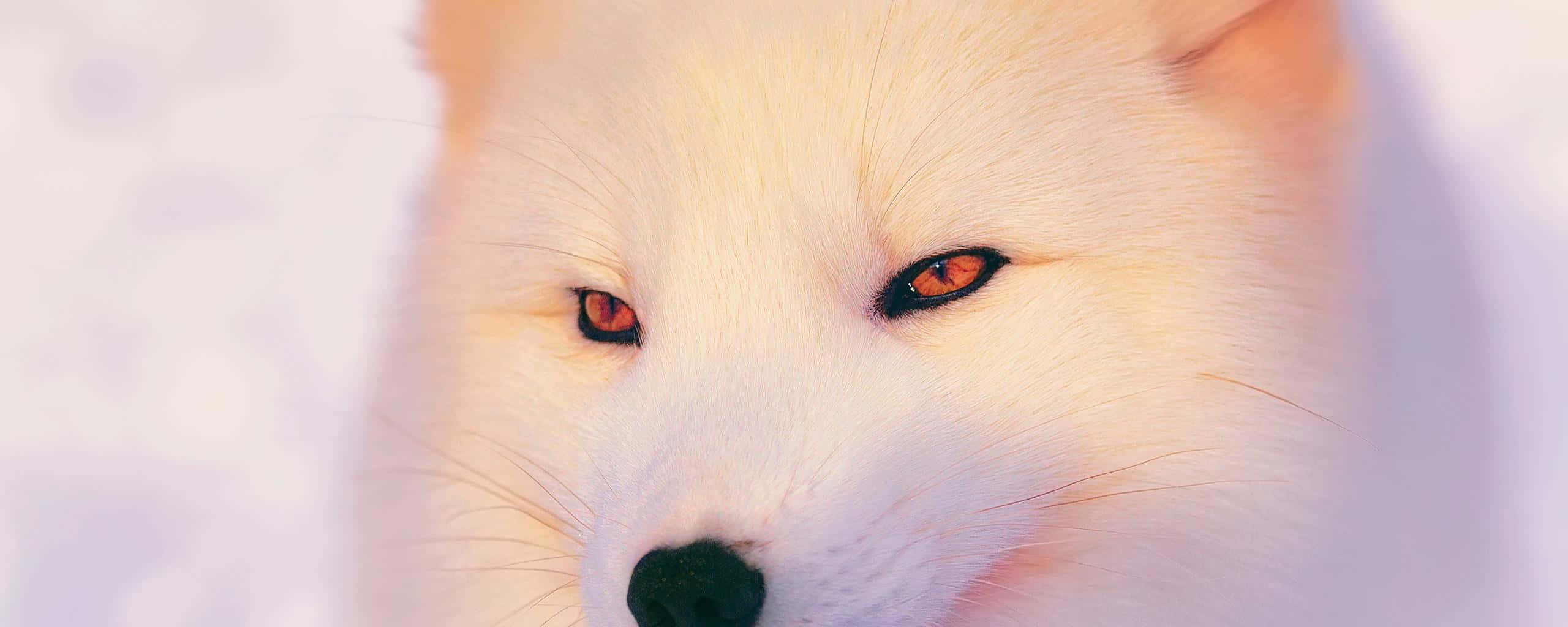 A Snow Covered Arctic Fox