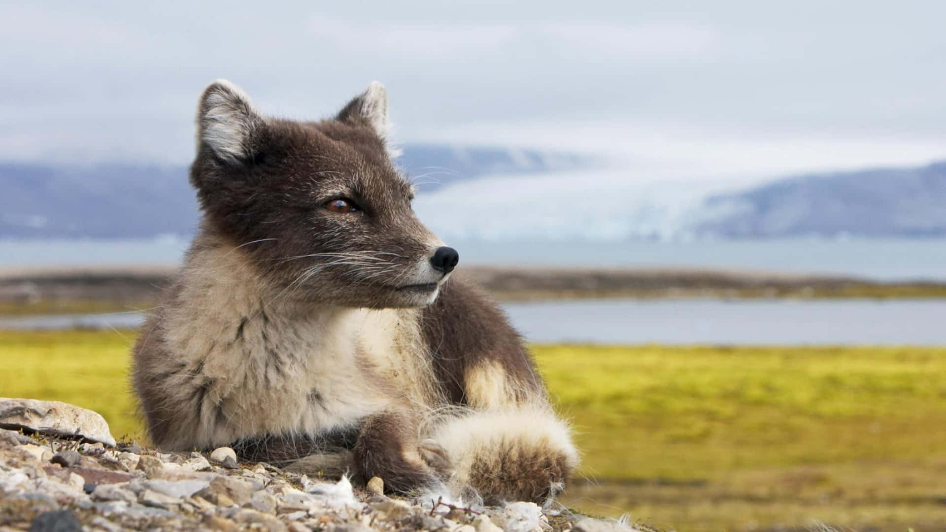 Arctic Foxin Natural Habitat.jpg Wallpaper
