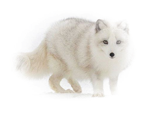 Arctic Foxin Snow PNG