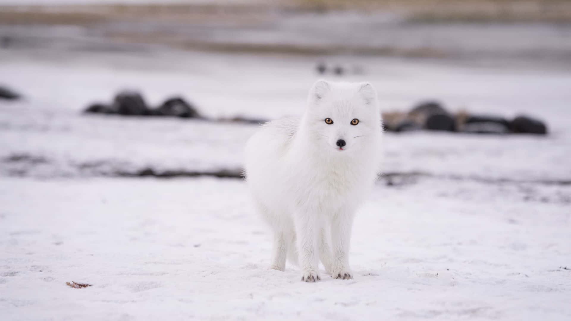 Arctic Foxin Snowy Habitat.jpg Wallpaper
