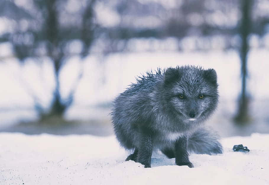 Arctic Foxin Snowy Habitat.jpg Wallpaper