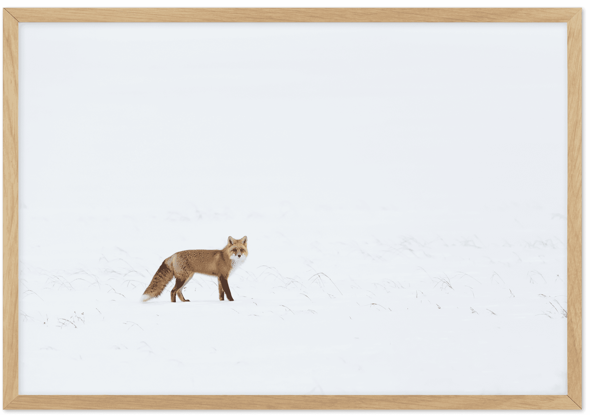Arctic Foxin Snowy Landscape PNG