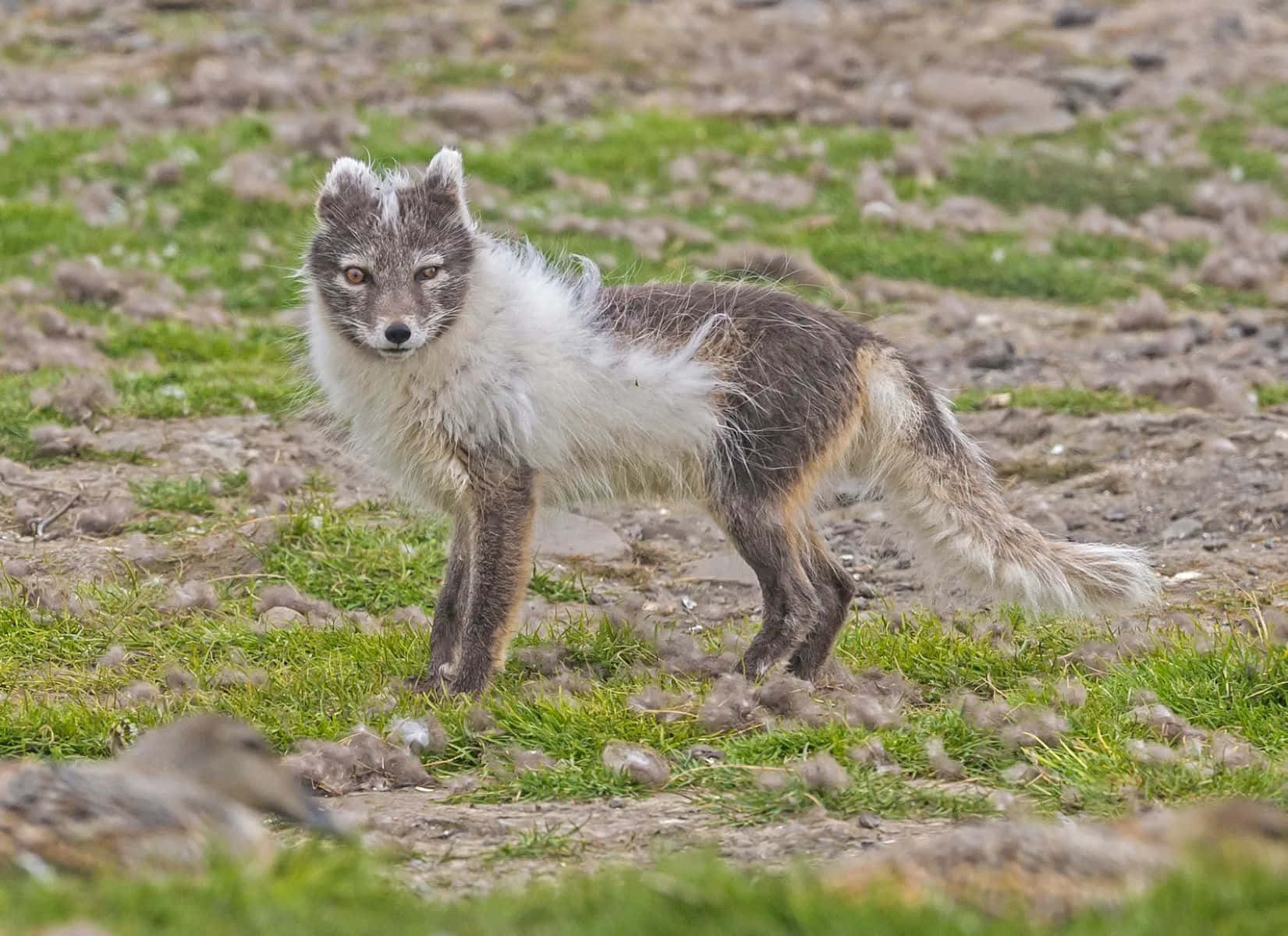 Arctic Foxin Transition Season Wallpaper