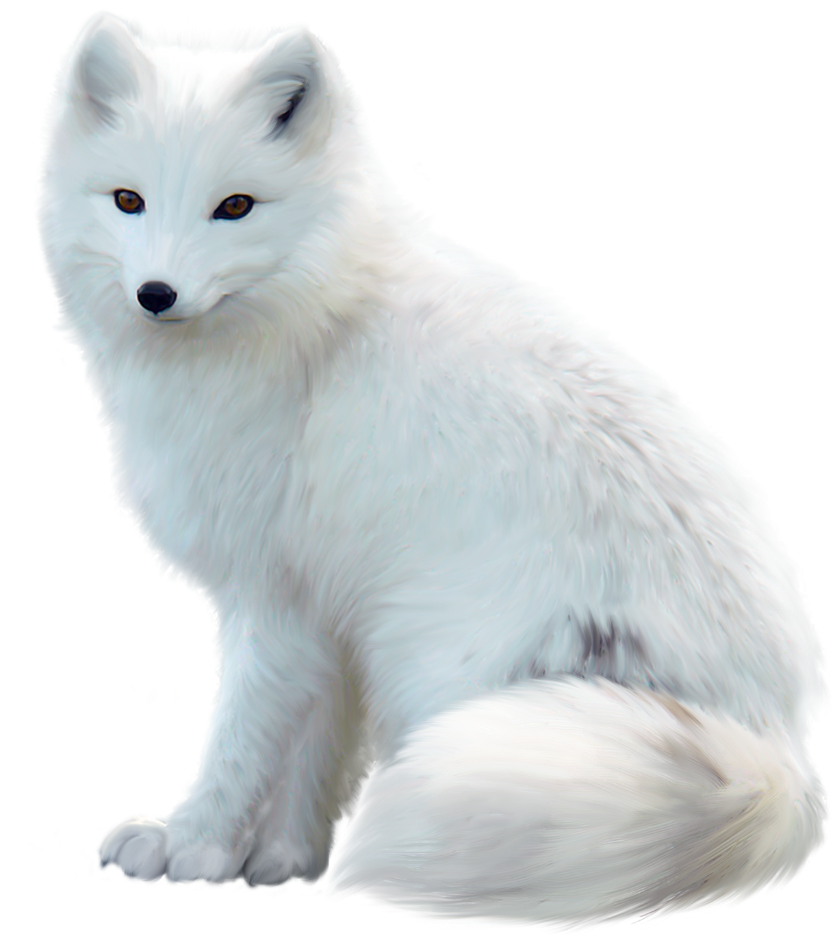Arctic Foxin White Fur PNG