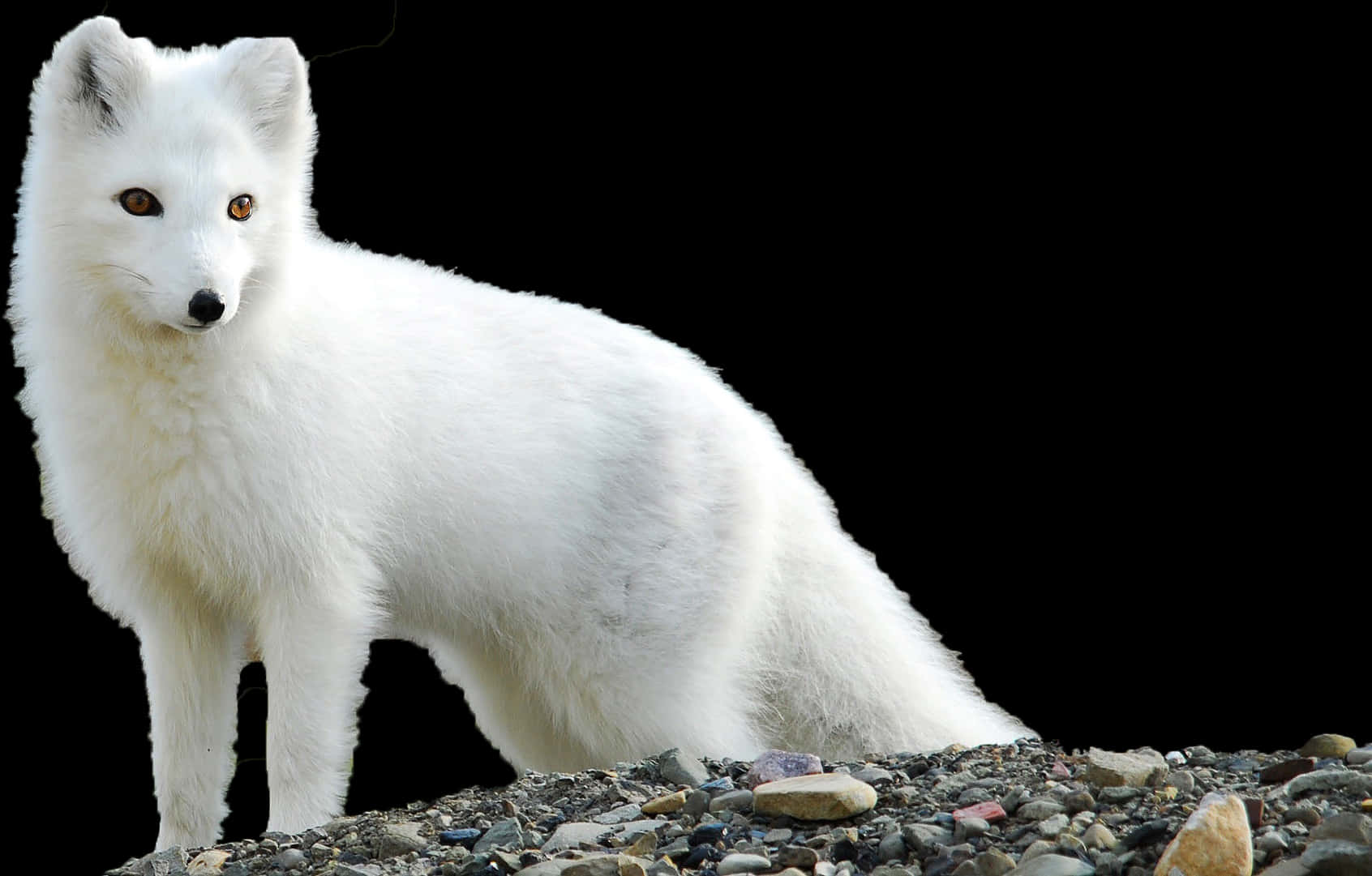 Arctic Foxin White Winter Coat PNG