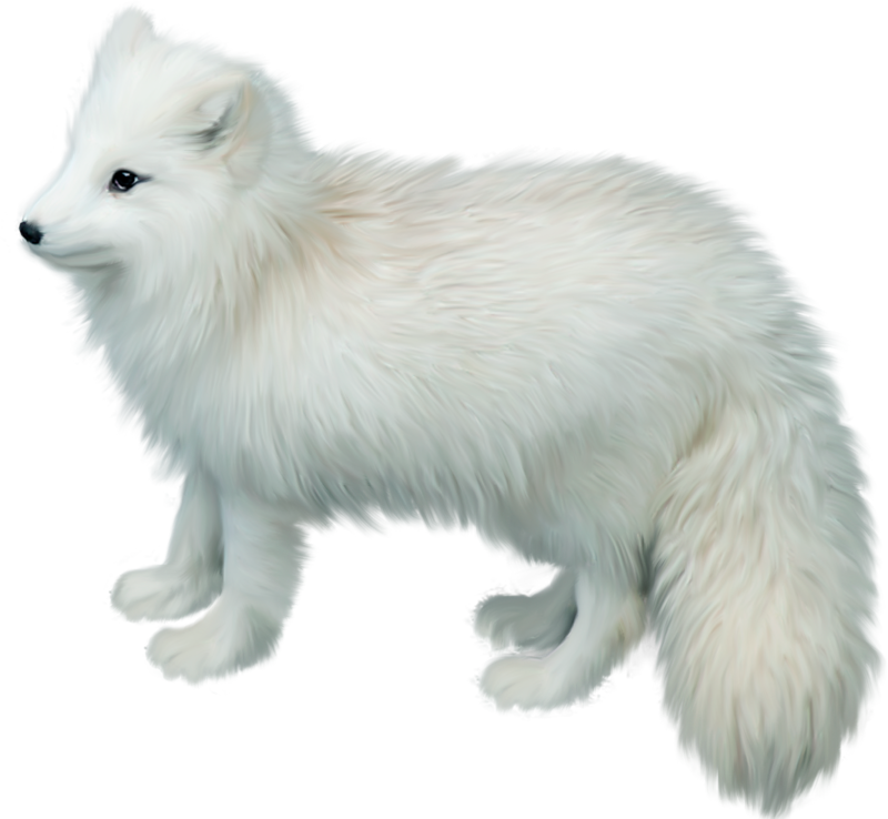 Arctic Foxin Winter Coat PNG