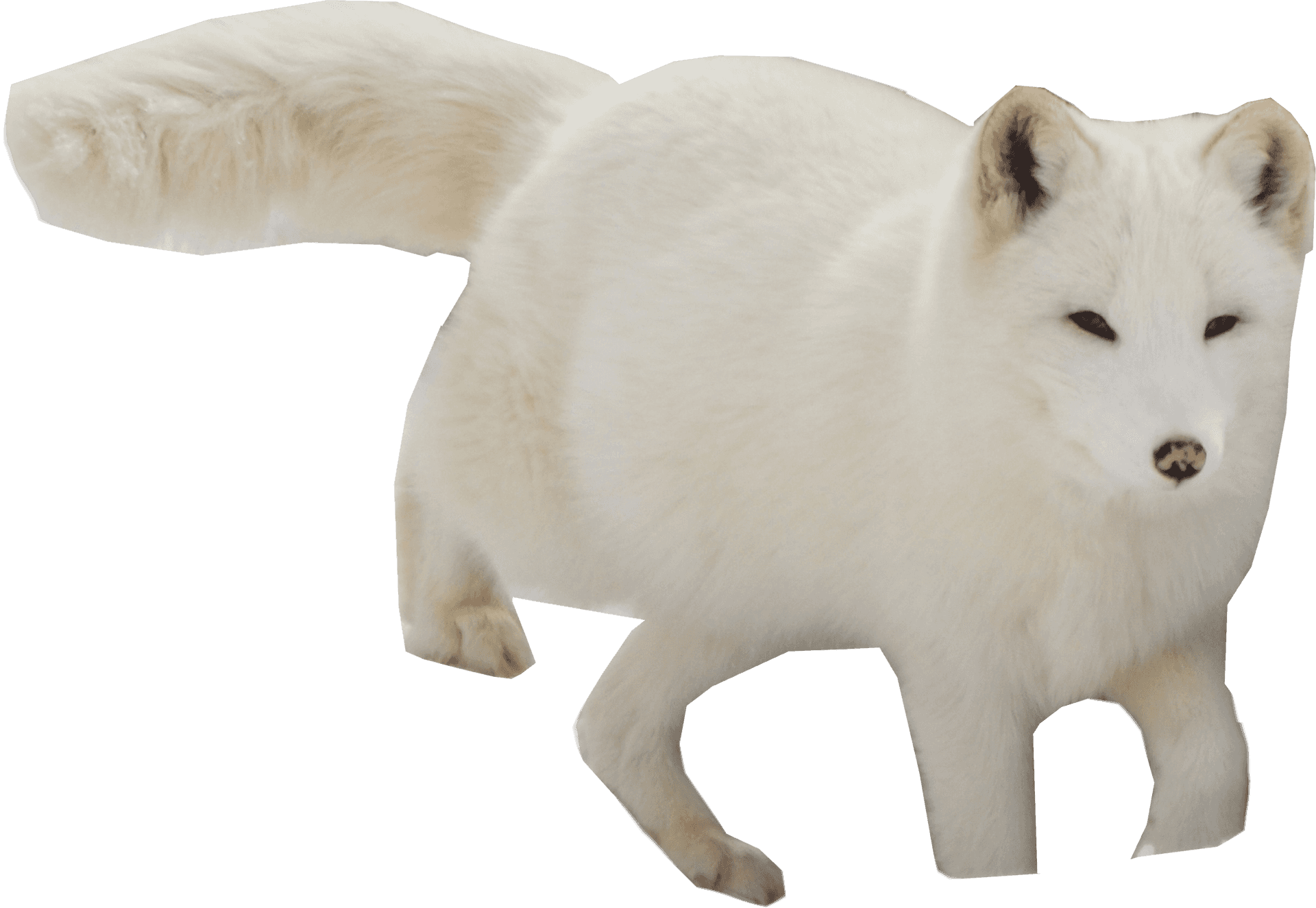 Arctic Foxin Winter Coat PNG