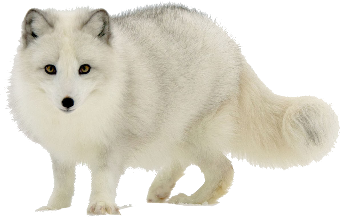 Arctic Foxin Winter Coat PNG