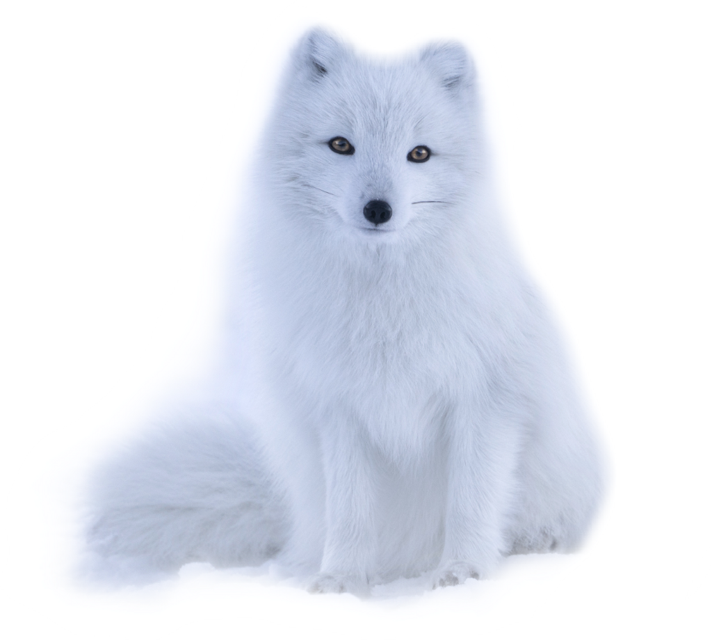 Arctic Foxin Winter Fur PNG