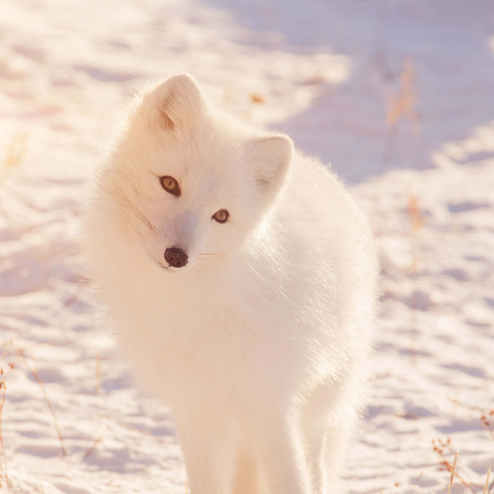 Arctic Foxin Winter Glow Wallpaper
